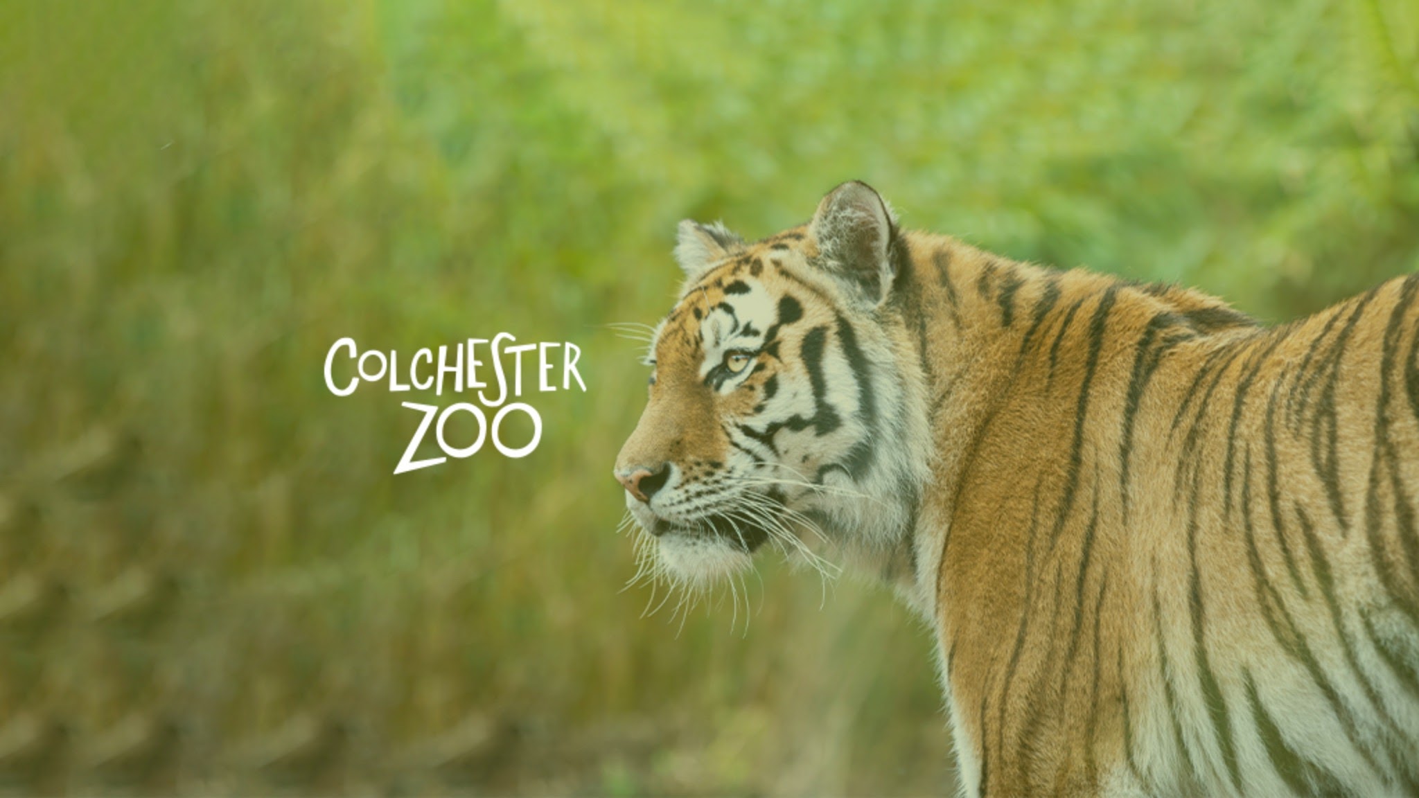 Colchester Zoo YouTube banner