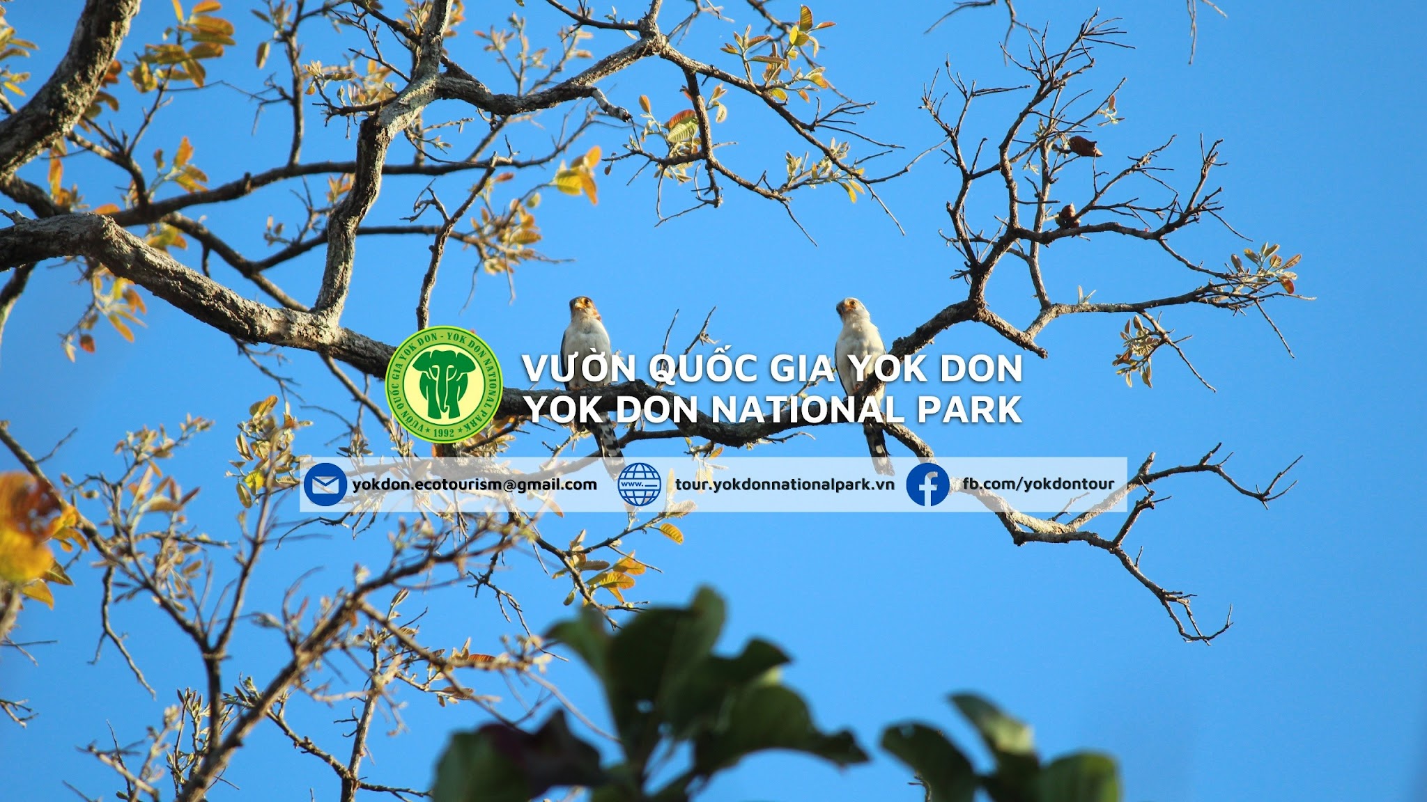 Yok Don National Park YouTube banner