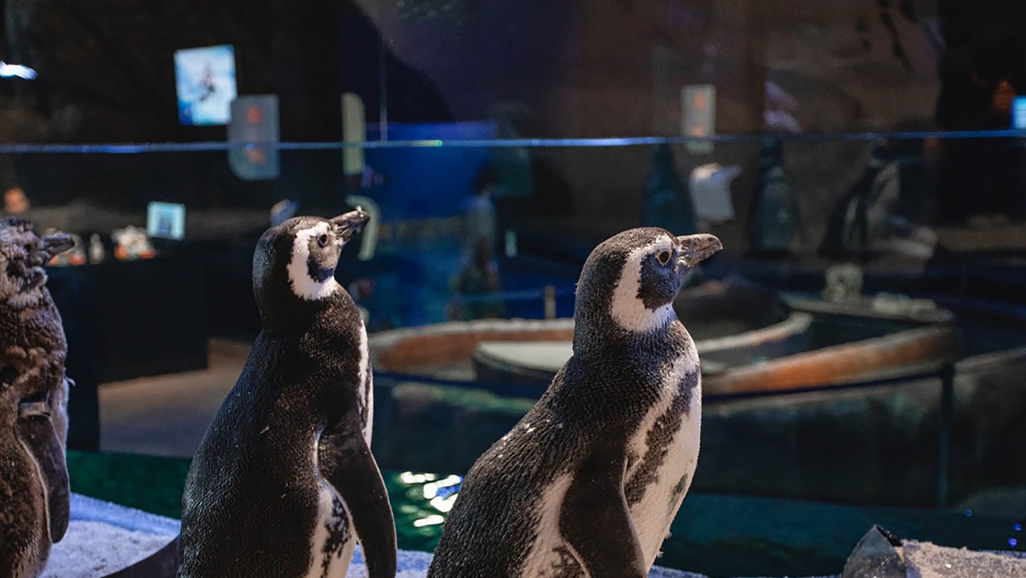 Oceanic Aquarium YouTube banner