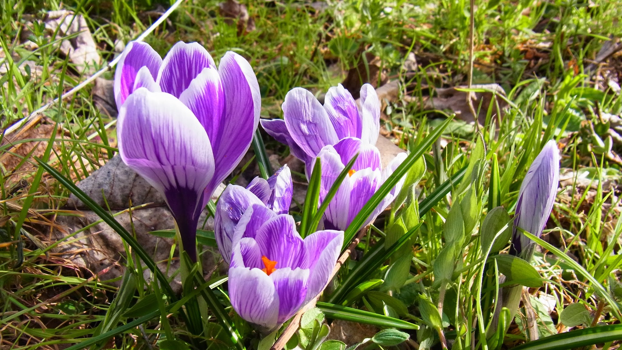 Parc Naturel Régional Pyrénées Catalanes YouTube banner