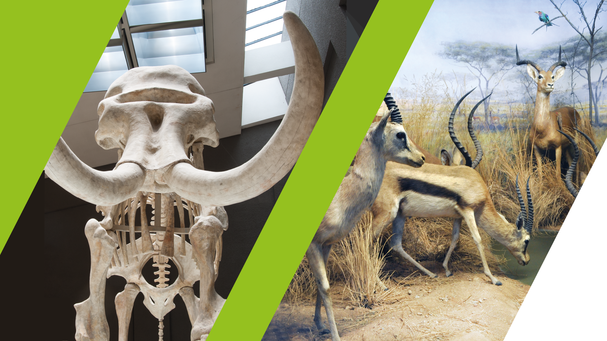 Naturkundemuseum Stuttgart YouTube banner