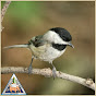 MObirds logo