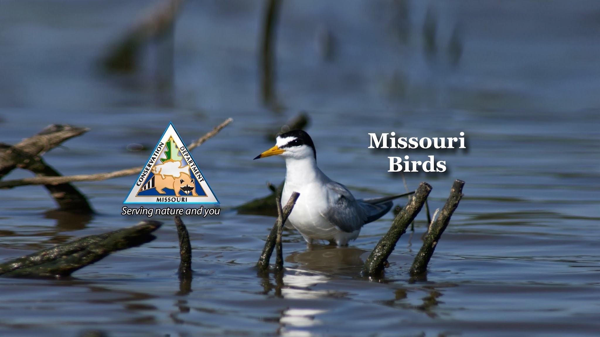 MObirds YouTube banner