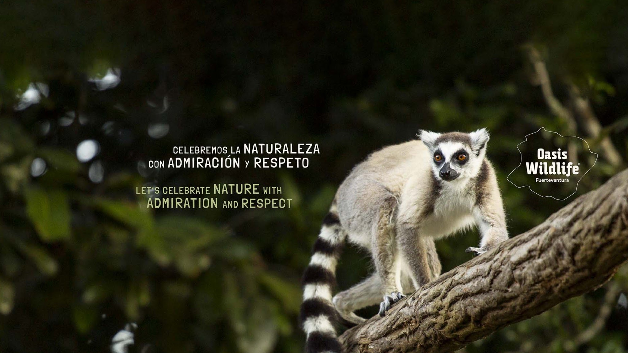 Oasis Wildlife Fuerteventura YouTube banner
