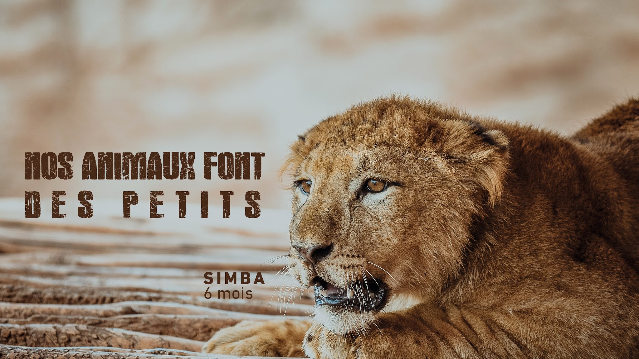 Jardin Zoologique de Rabat YouTube banner