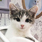 Kattarshians YouTube channel avatar 