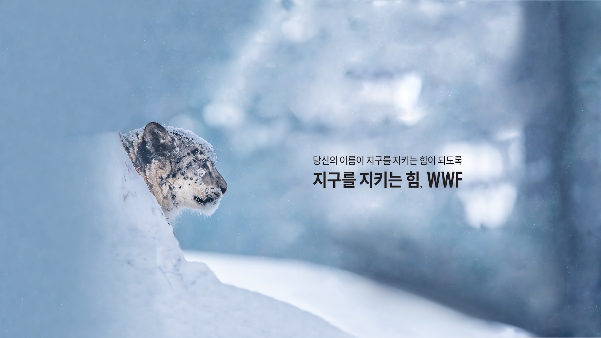 WWF-Korea YouTube banner