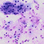 British Association for Cytopathology logo