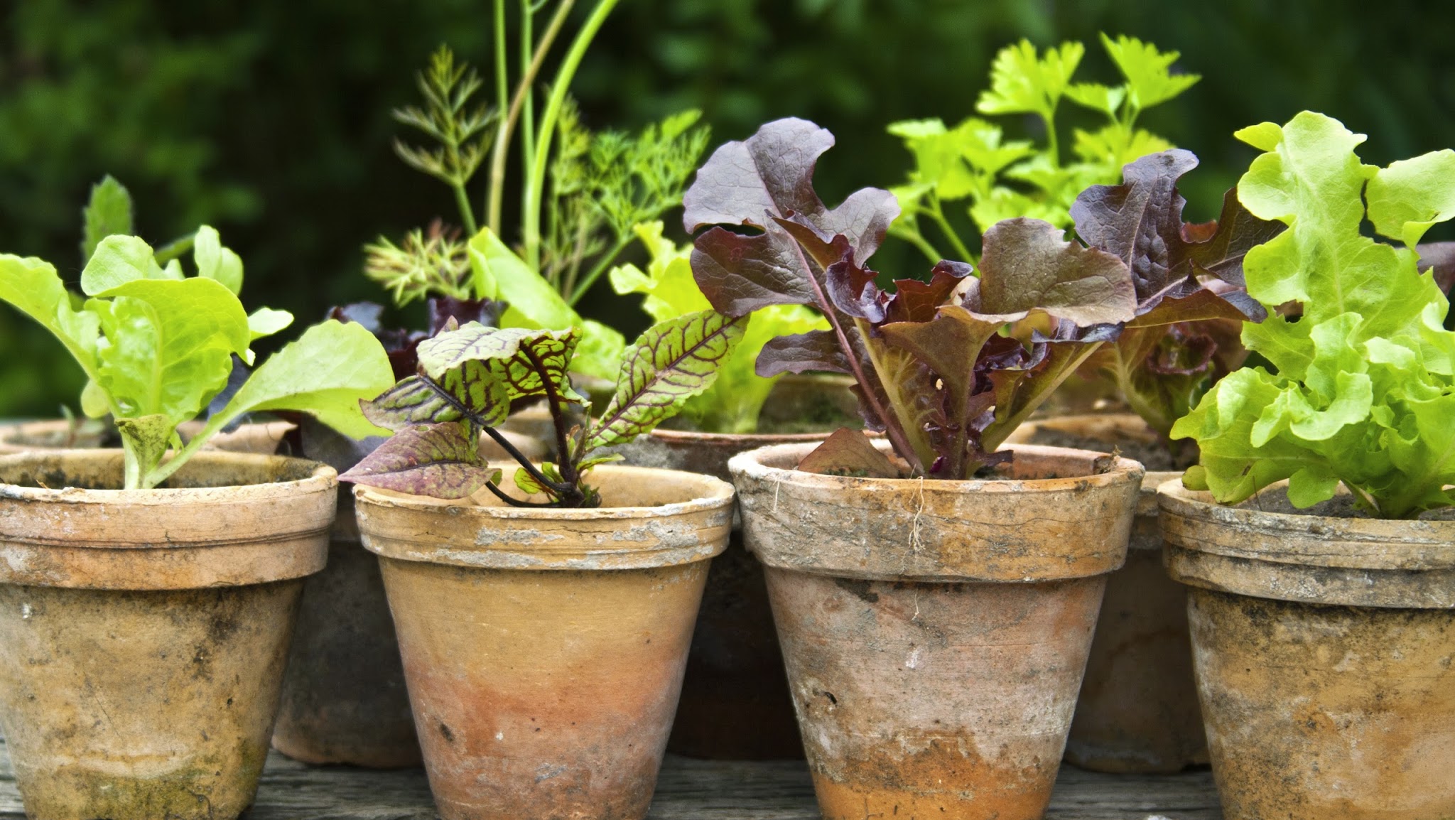 Notcutts Garden Centres YouTube banner