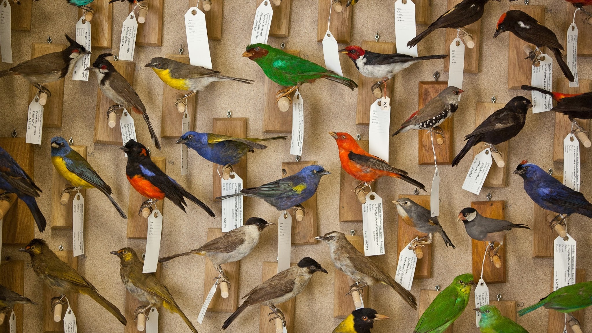 Staatliches Naturhistorisches Museum YouTube banner