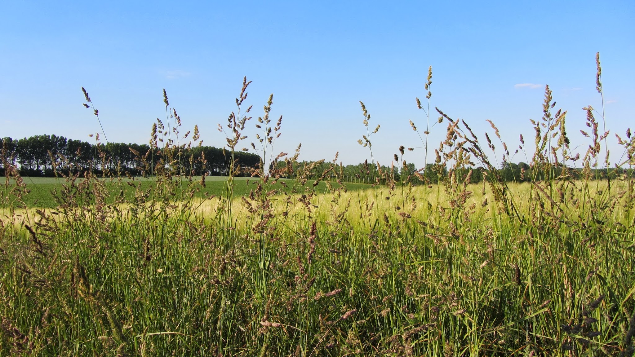 Belplant YouTube banner