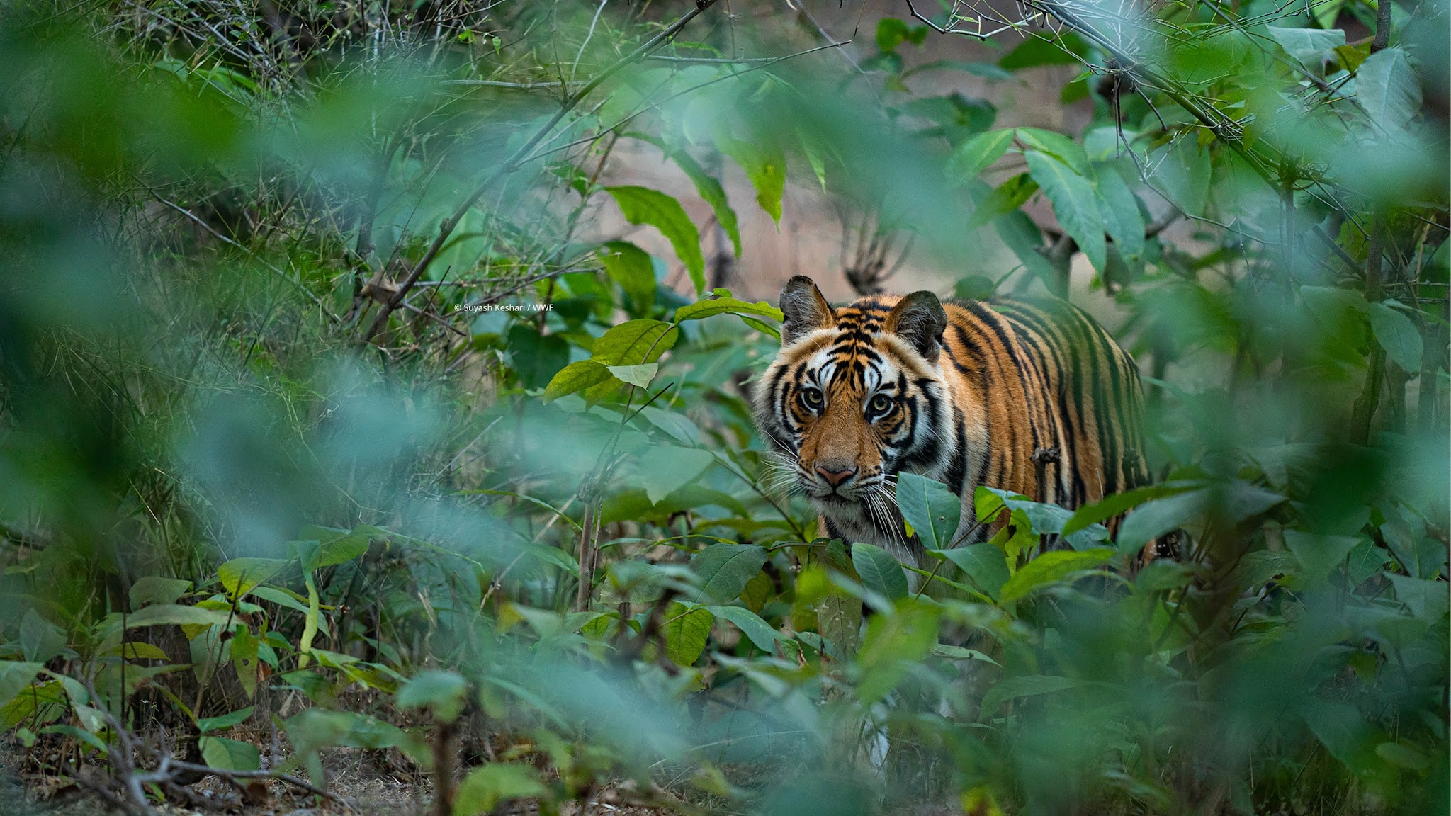 WWF Tigers Alive YouTube banner