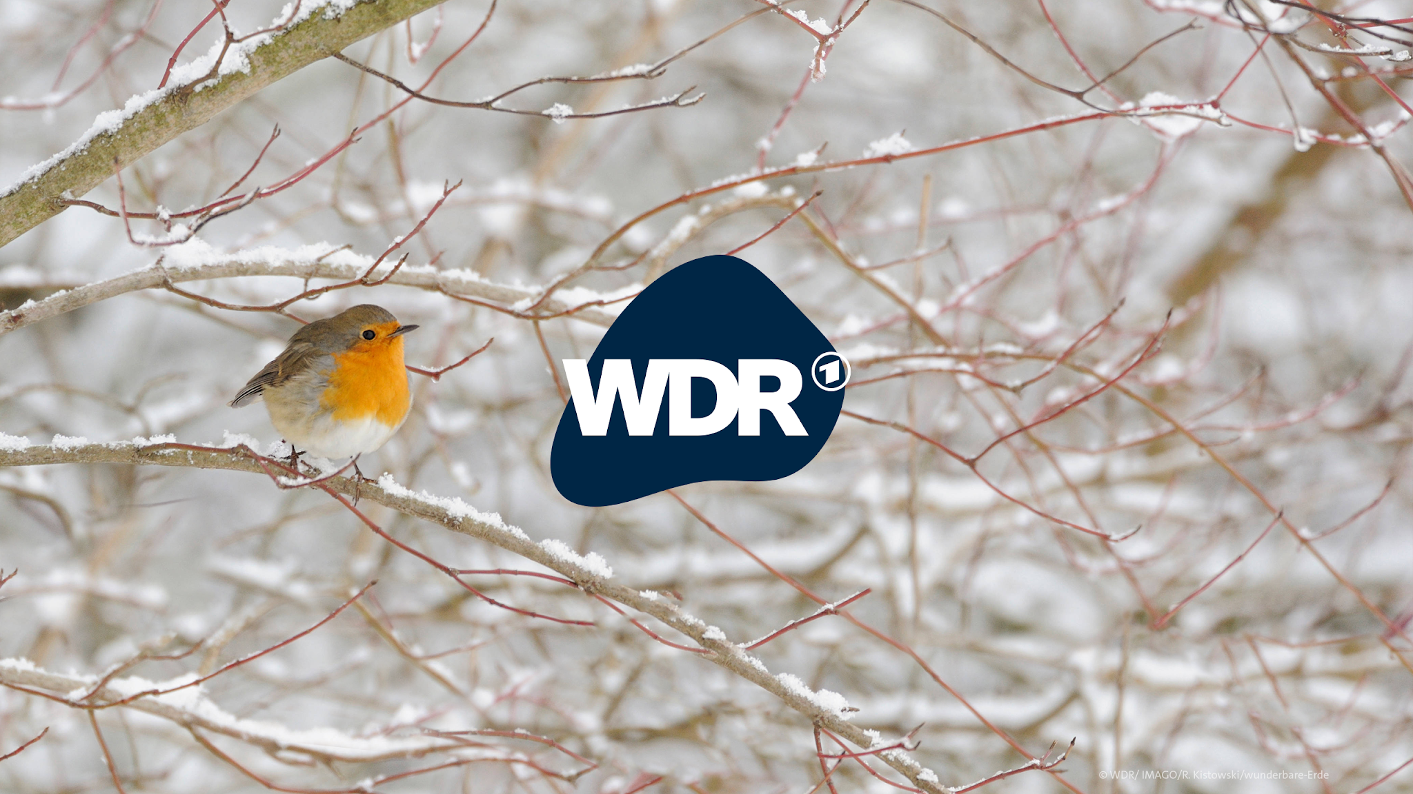 WDR YouTube banner