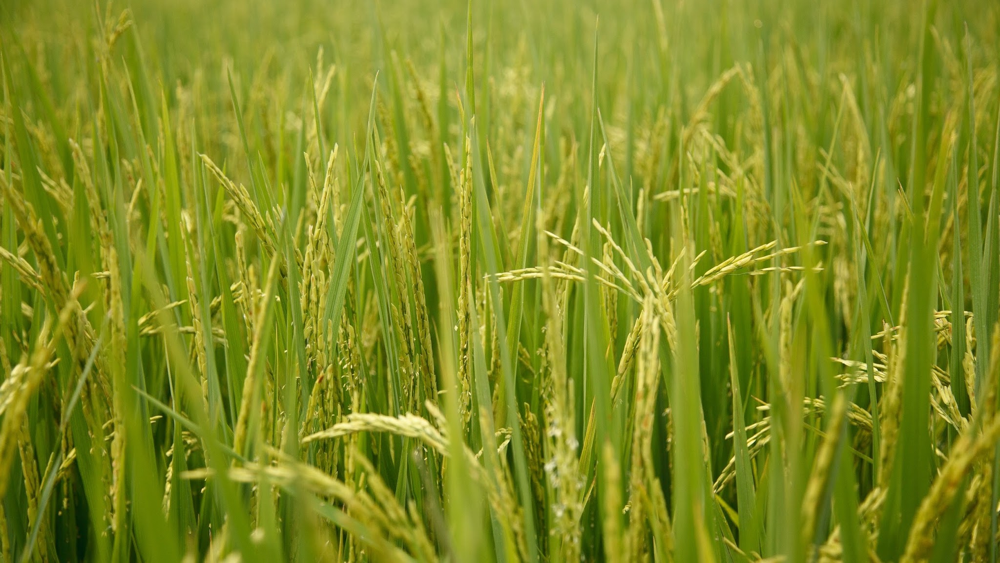 BASF Agricultural Solutions Thailand YouTube banner