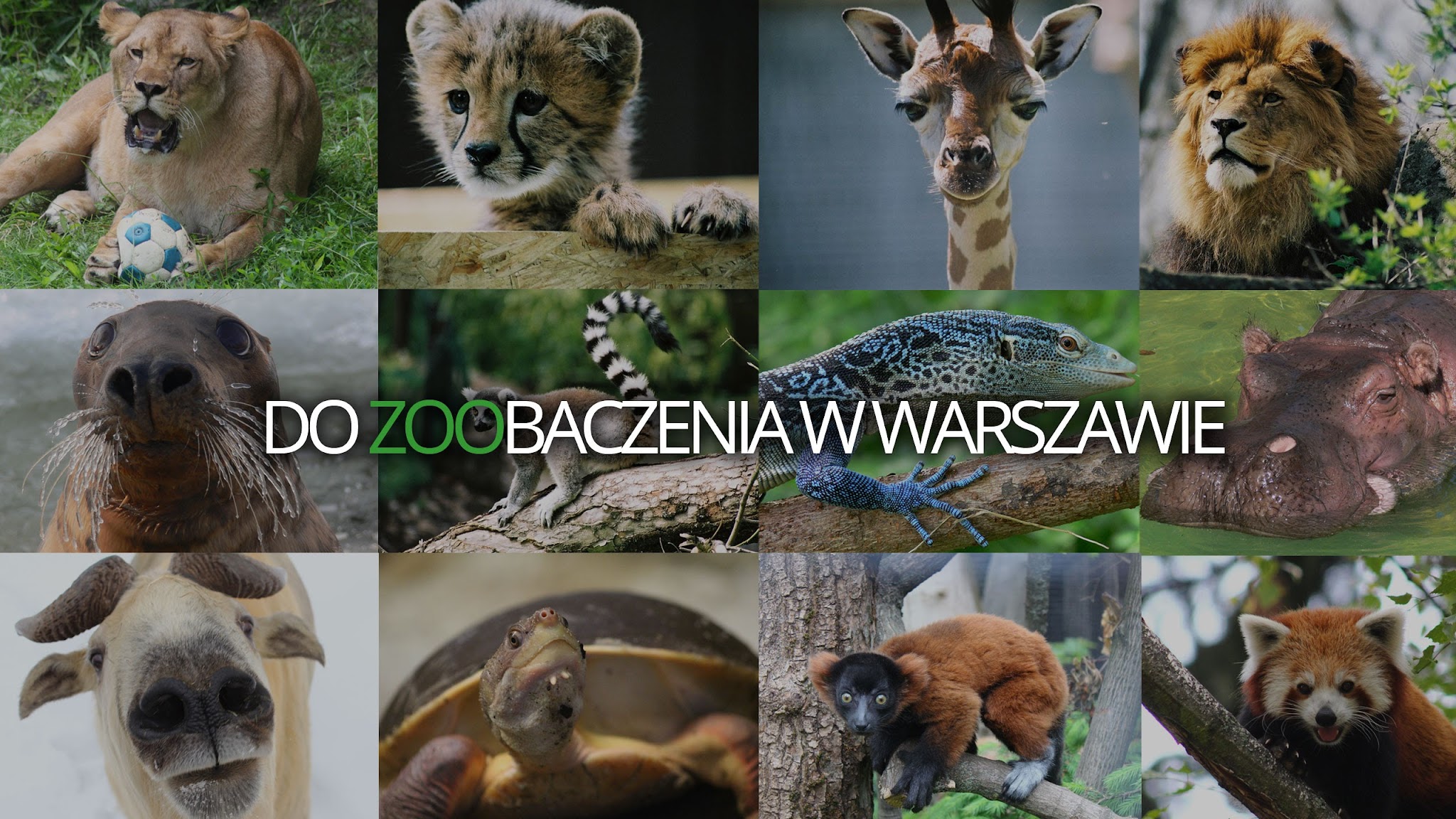 Warszawskie ZOO YouTube banner