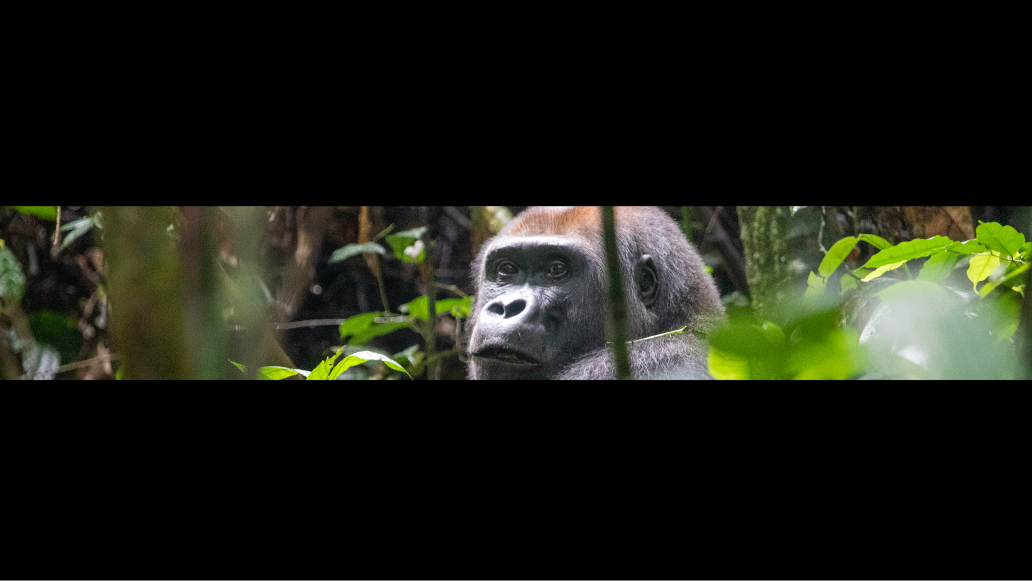 Lincoln Park Zoo YouTube banner