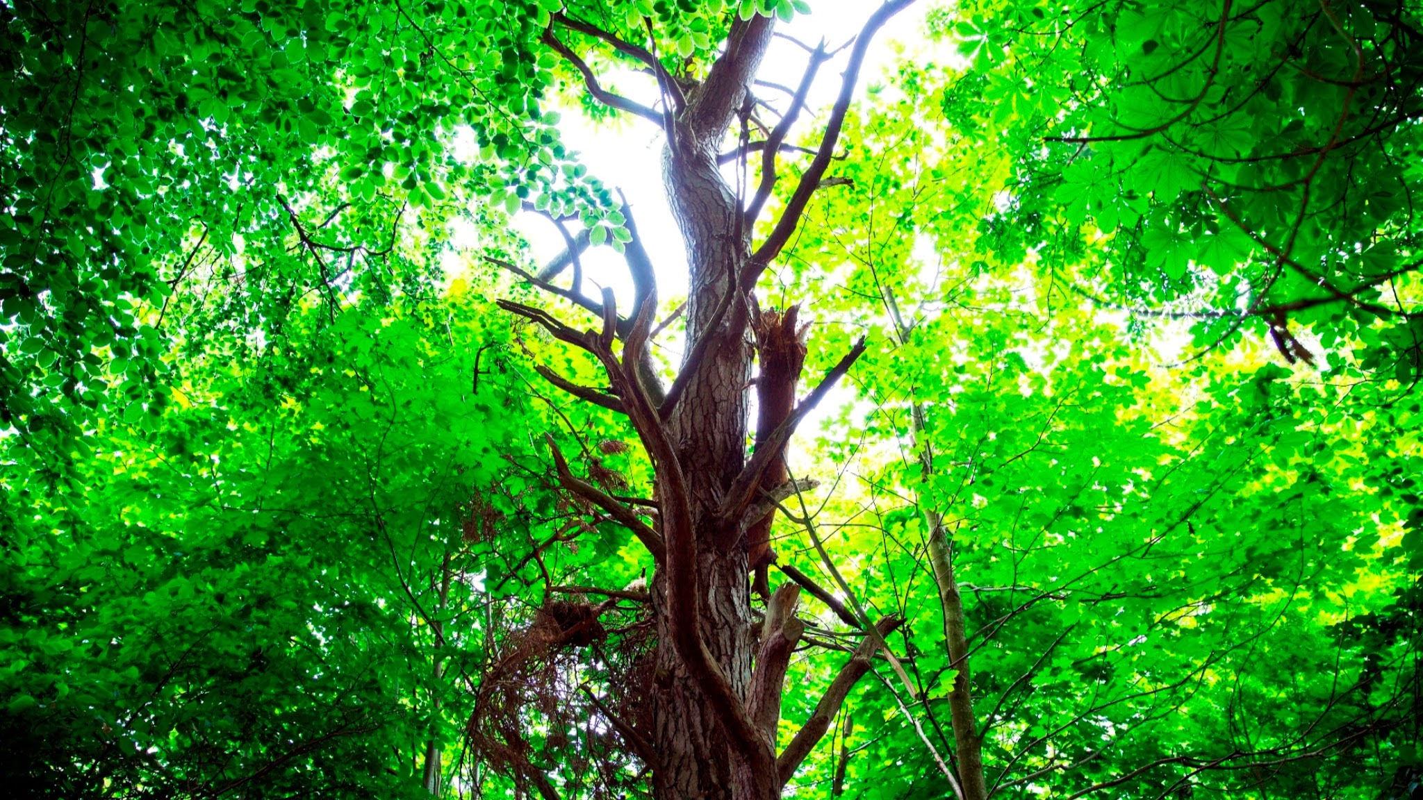 Naturstyrelsen YouTube banner