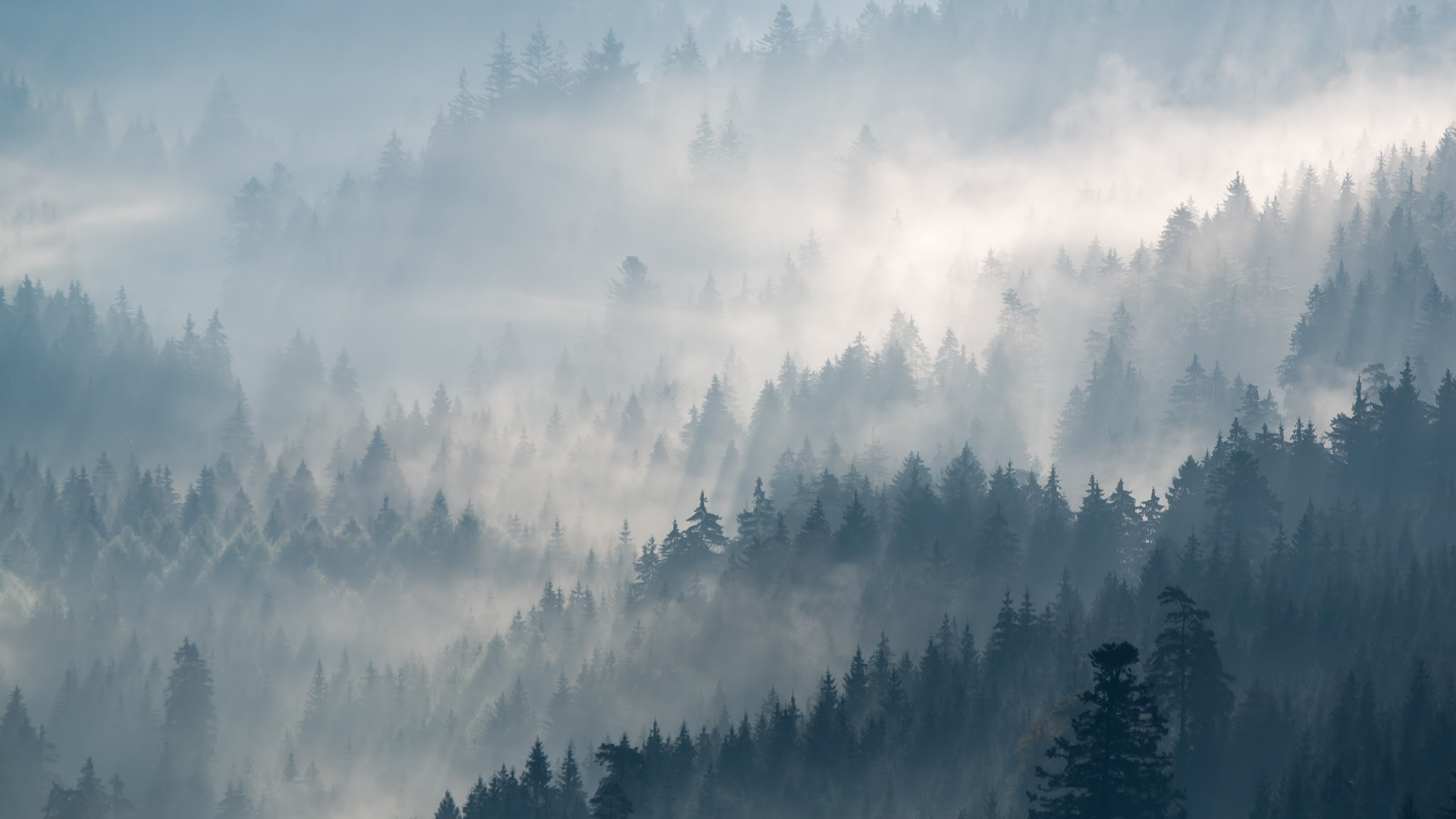 Nationalparkregion Schwarzwald YouTube banner