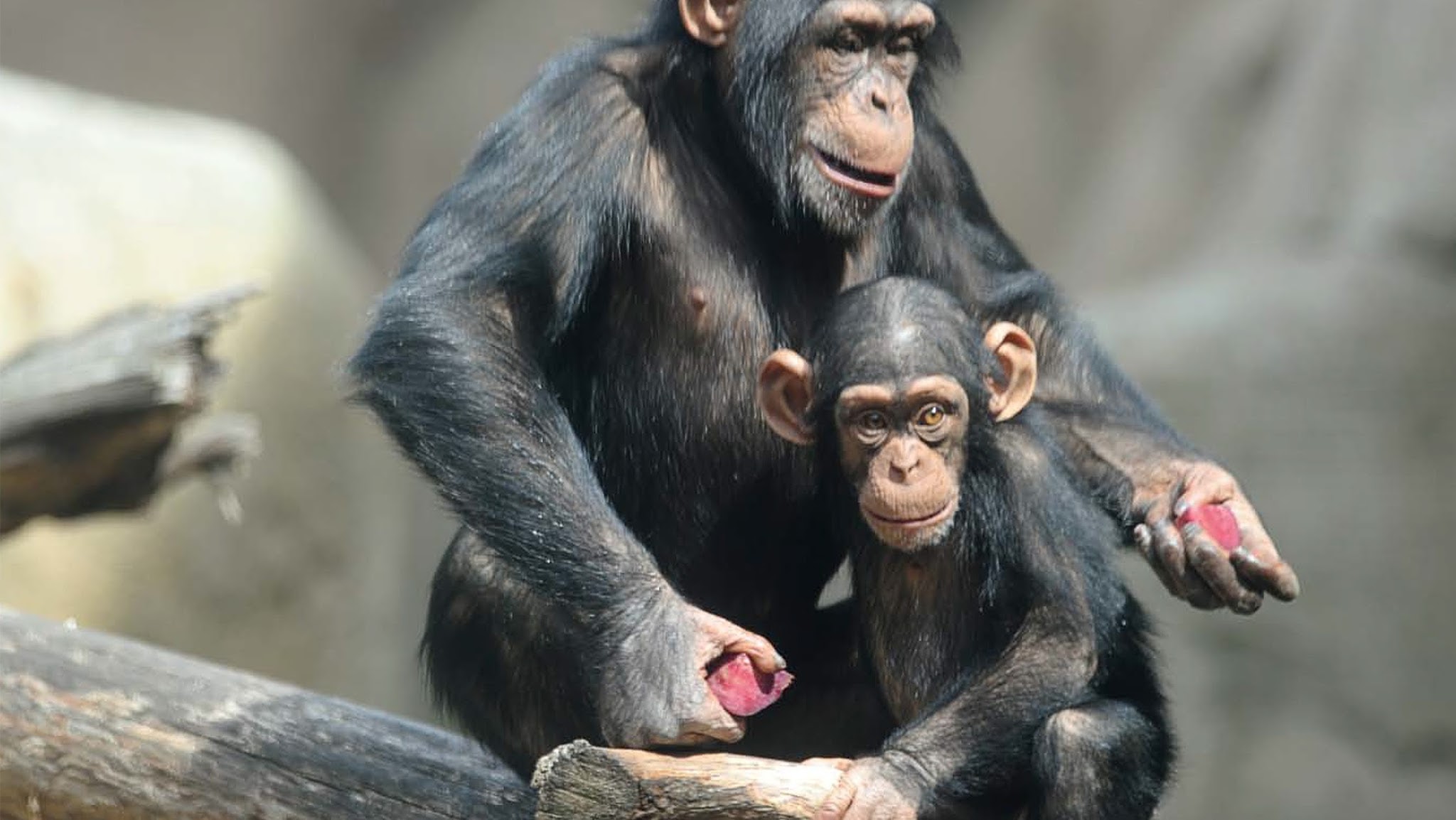 Zoo am Meer Bremerhaven YouTube banner