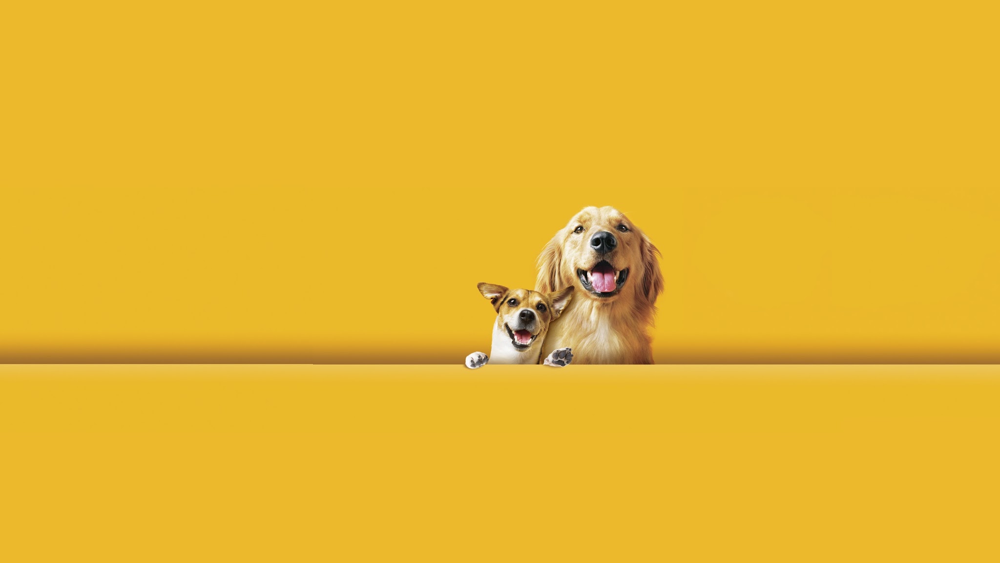 Pedigree Nederland YouTube banner