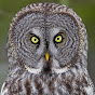 Wild Bird and Nature Videos by McElroy Productions logo