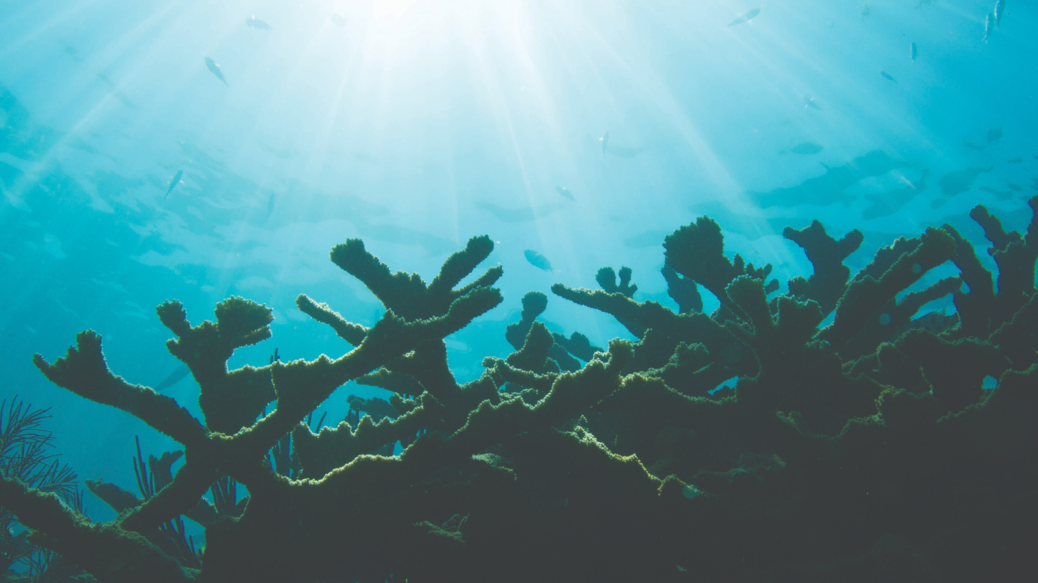Florida Sea Grant YouTube banner
