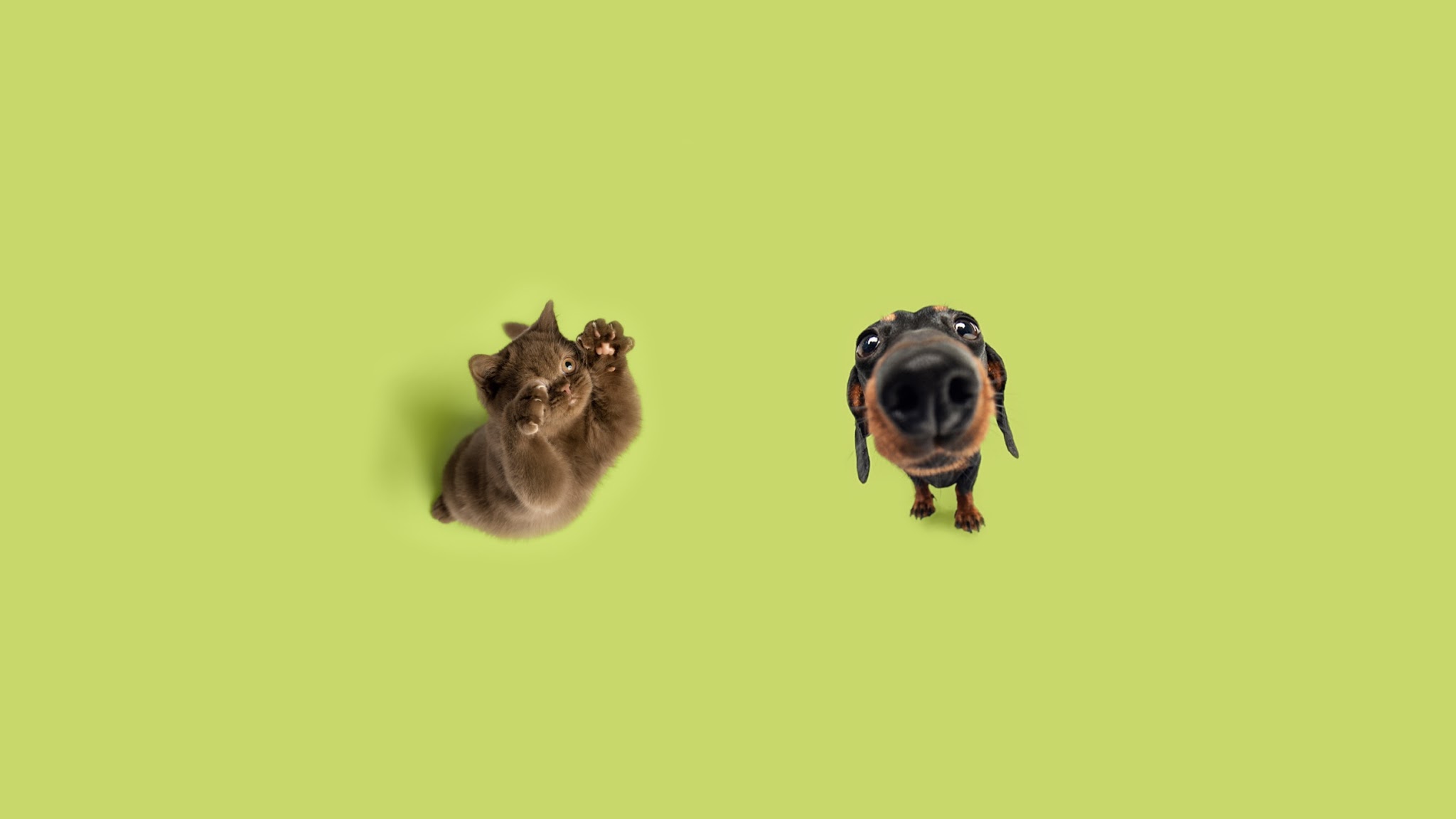 Fressnapf YouTube banner
