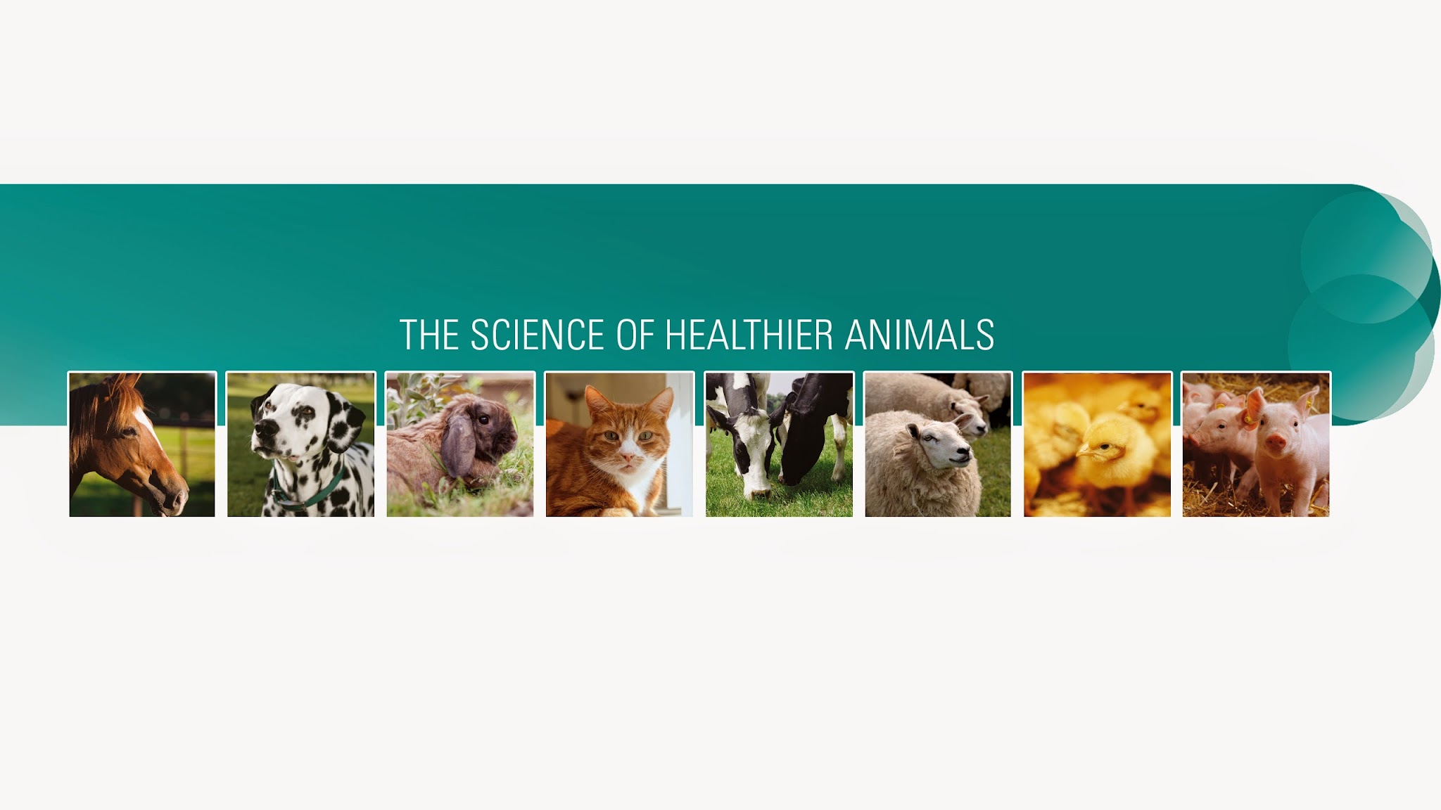 MSD Animal Health Nederland YouTube banner