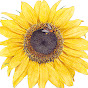 Botanical Interests logo