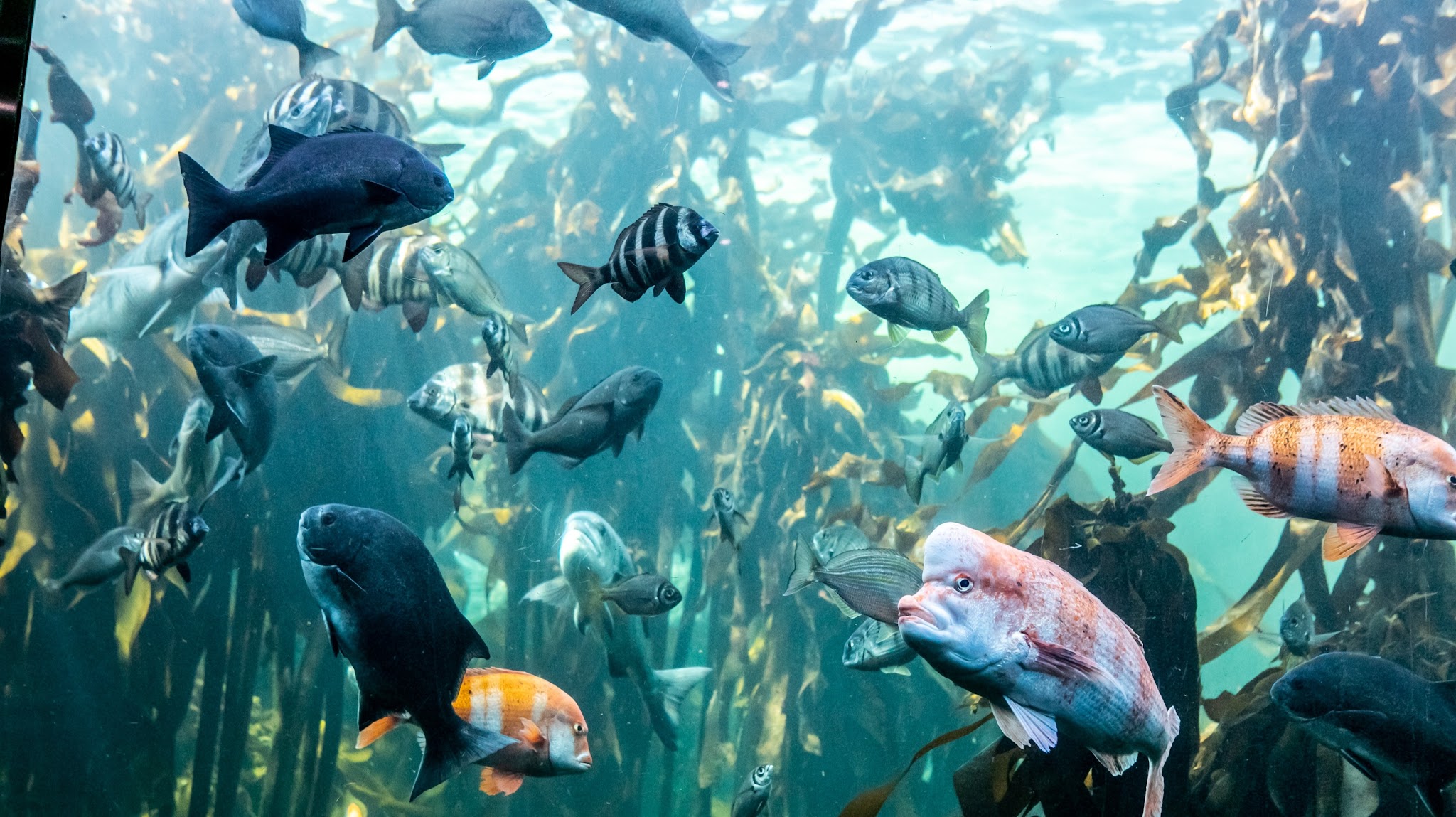 Two Oceans Aquarium YouTube banner