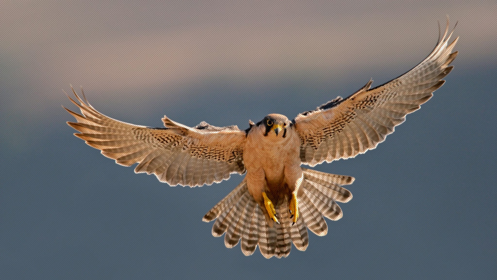 Souq Waqif Falcon Hospital YouTube banner