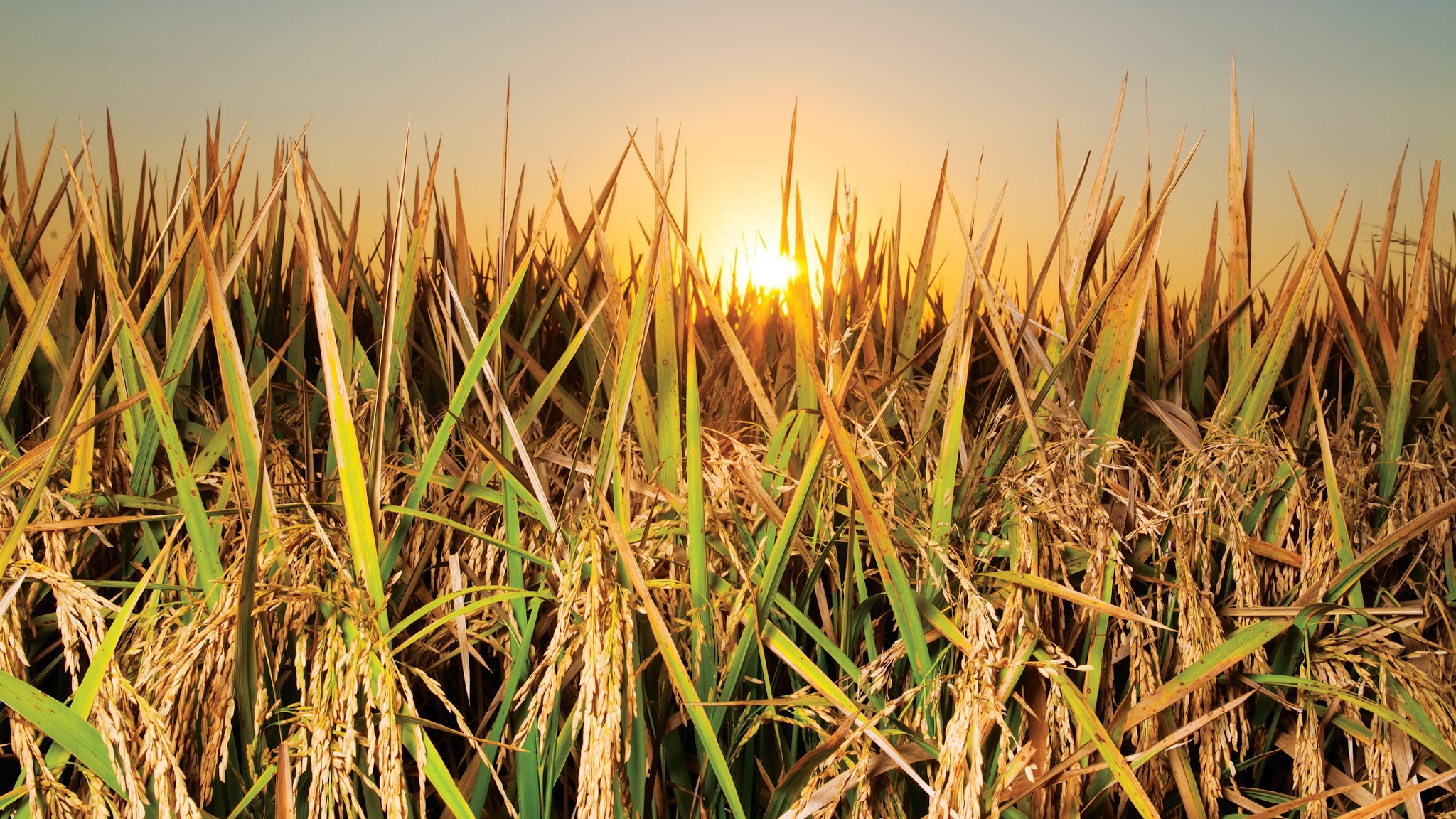 Mississippi Department of Agriculture and Commerce YouTube banner