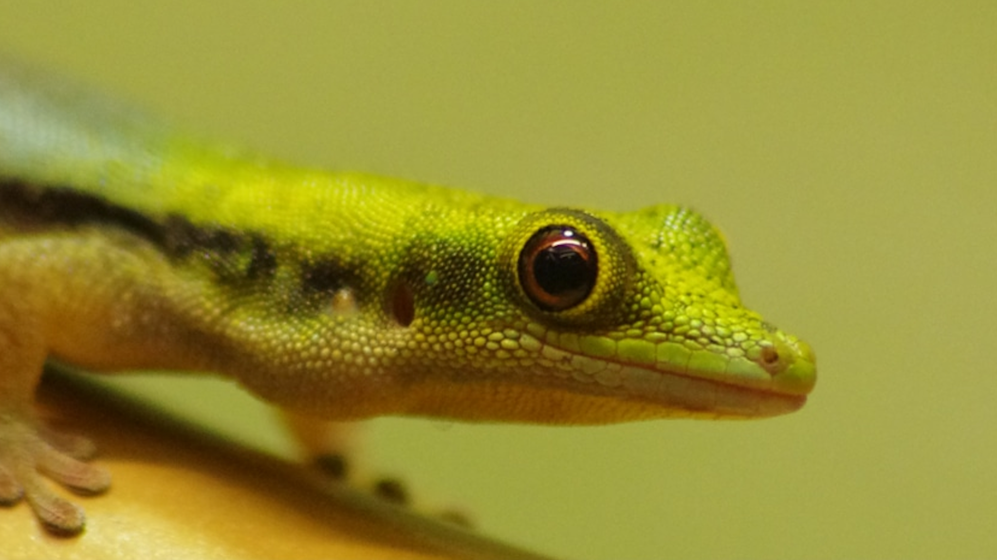Zoo Augsburg YouTube banner