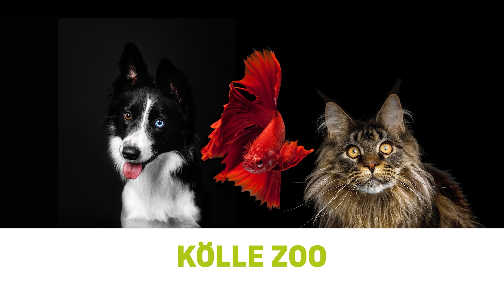 Kölle Zoo YouTube banner