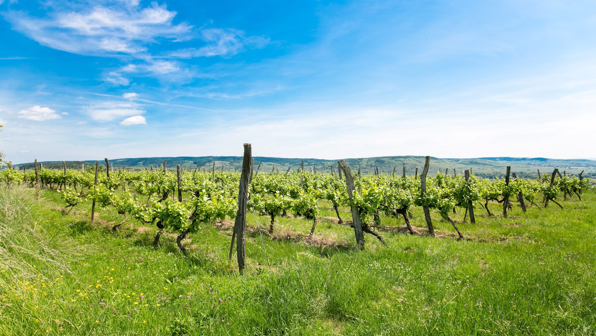 Österreich Wein YouTube banner