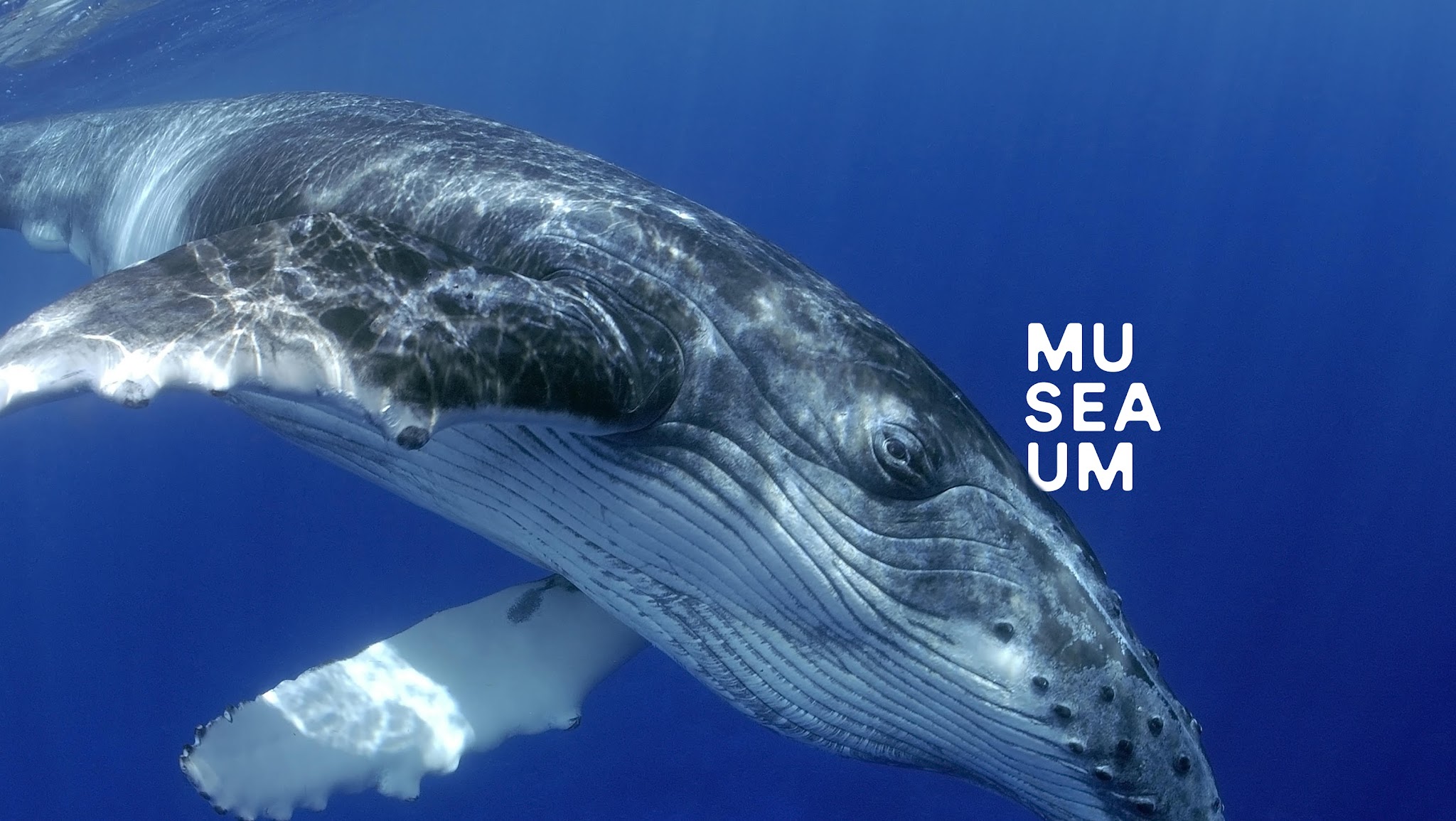 Australian National Maritime Museum YouTube banner