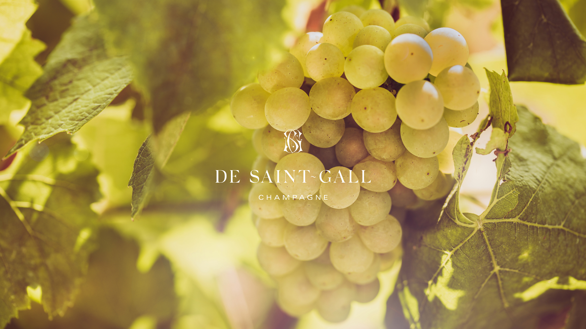 CHAMPAGNE DE SAINT-GALL YouTube banner