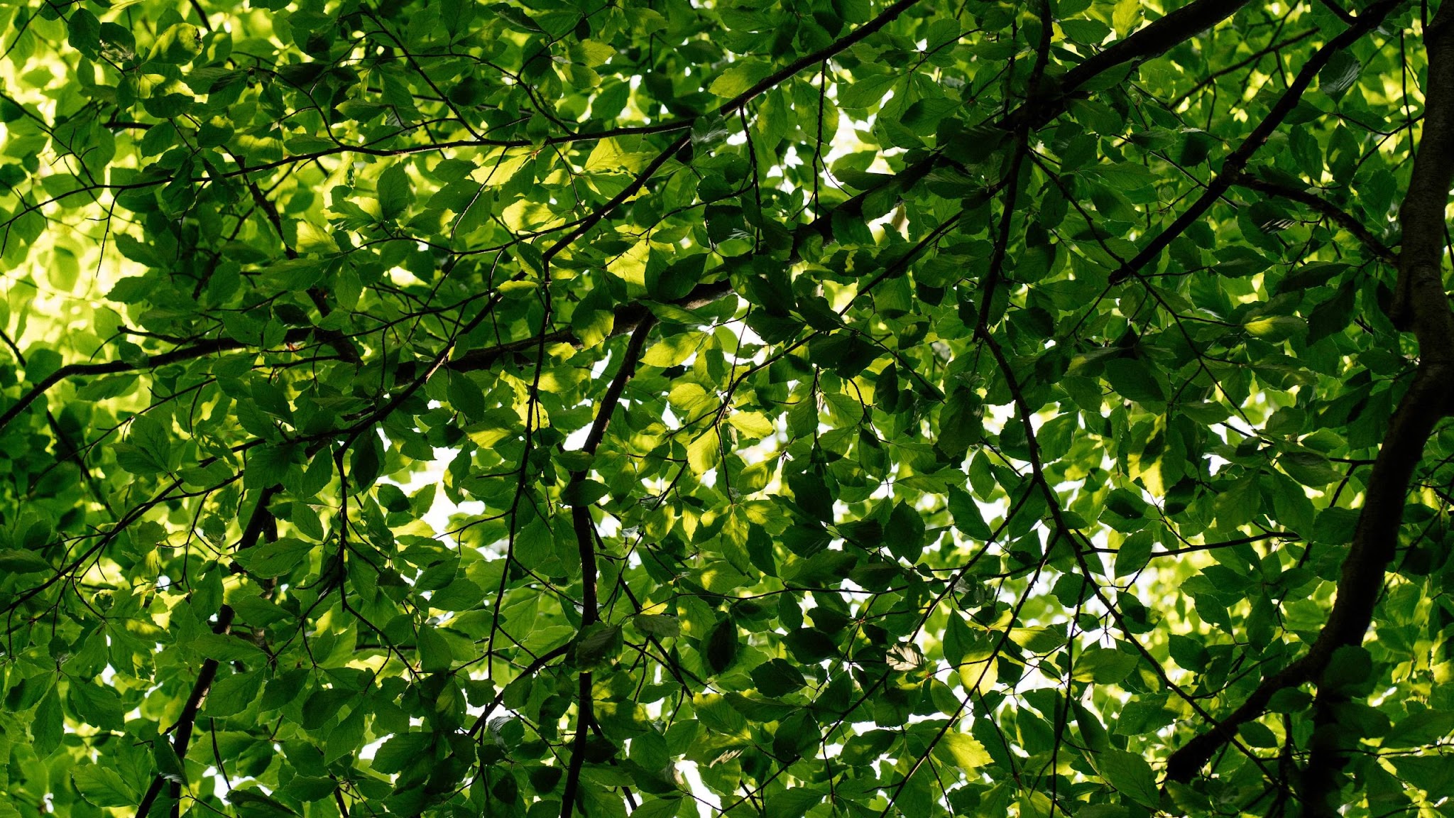 Greenpeace Polska YouTube banner