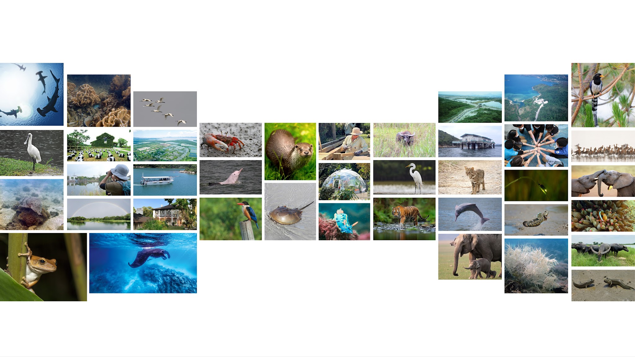 WWF-Hong Kong YouTube banner
