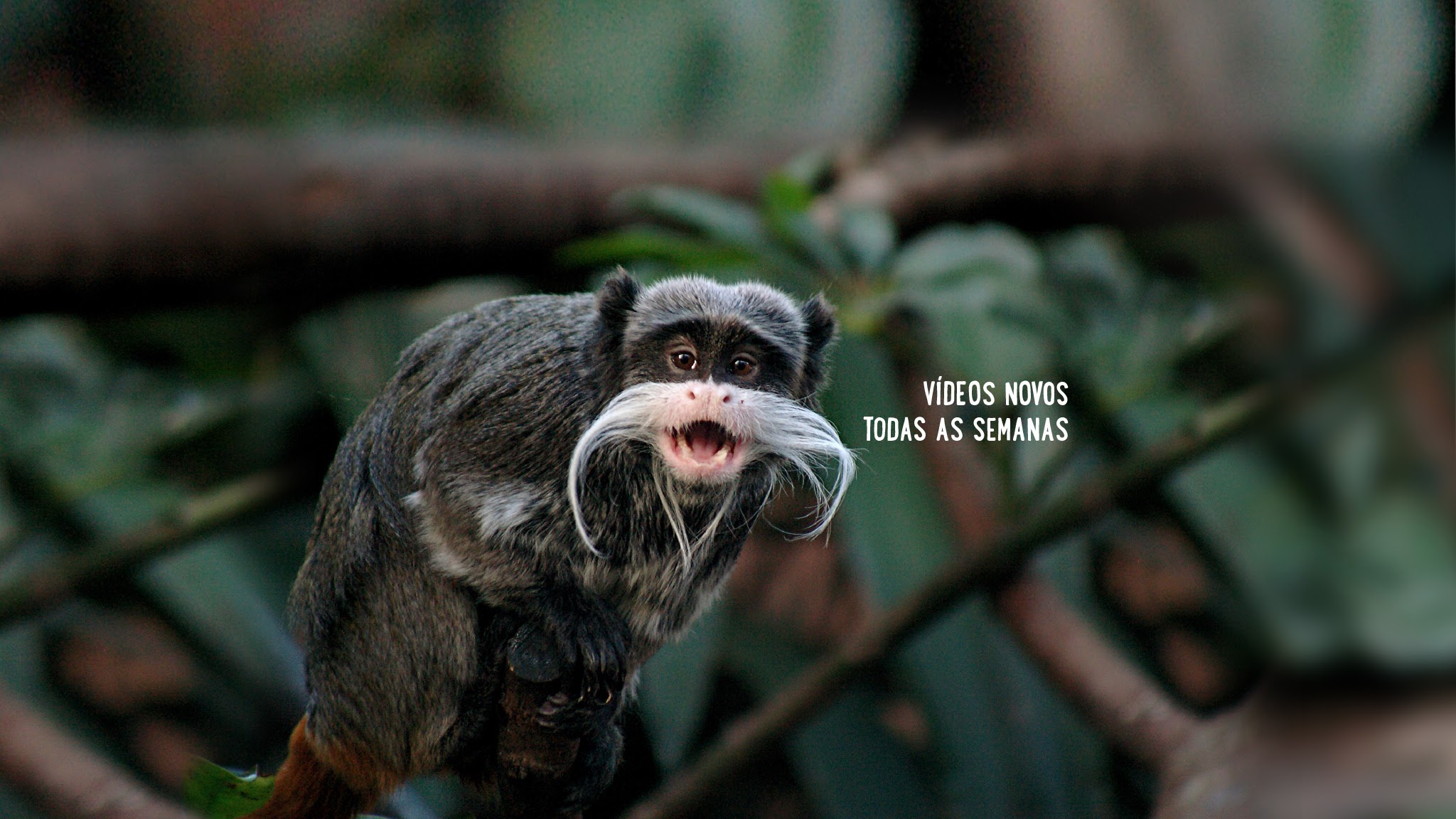 Jardim Zoológico YouTube banner