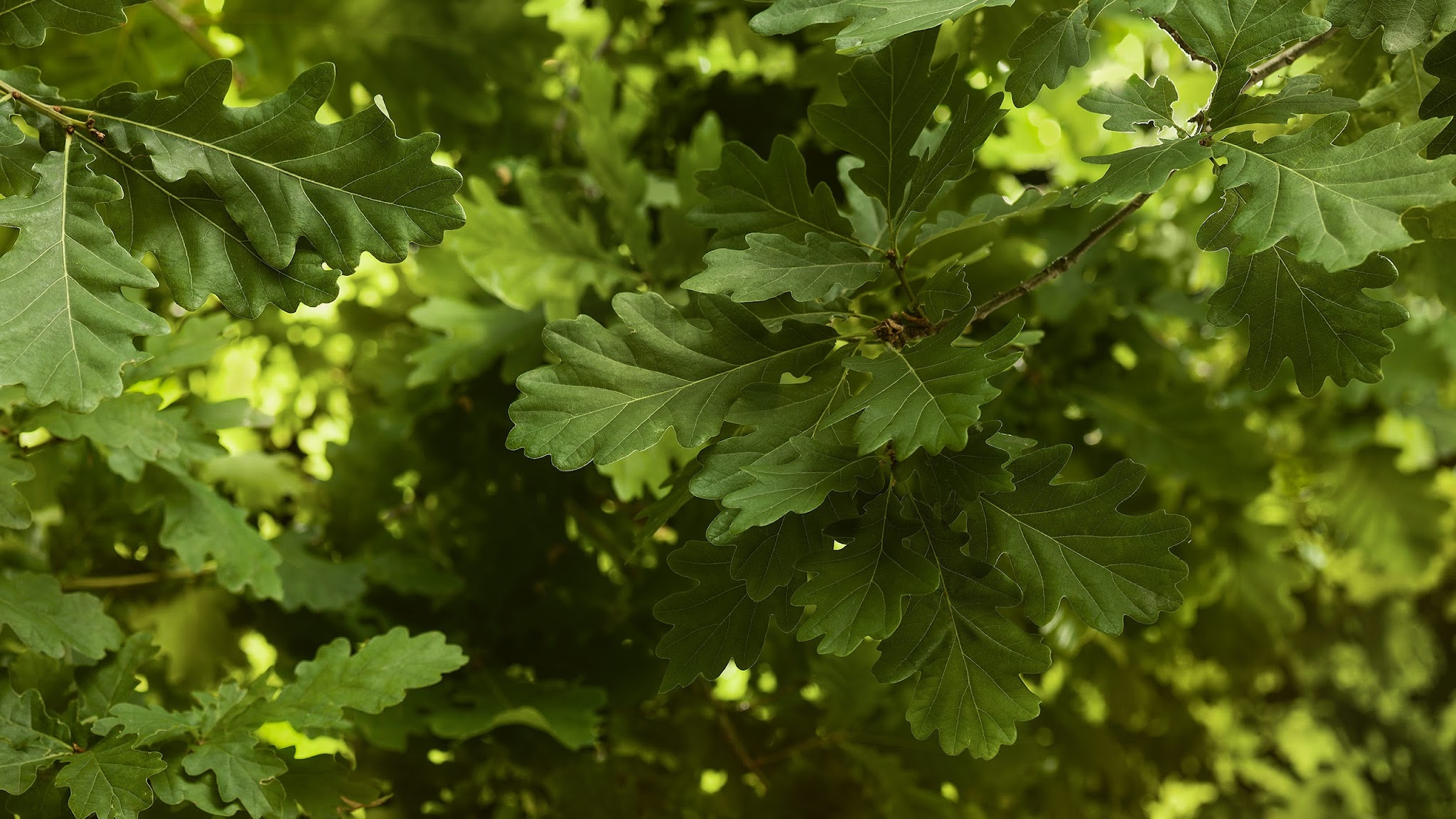 Swedbank Eestis YouTube banner