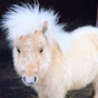 teddytheshetland YouTube channel avatar 