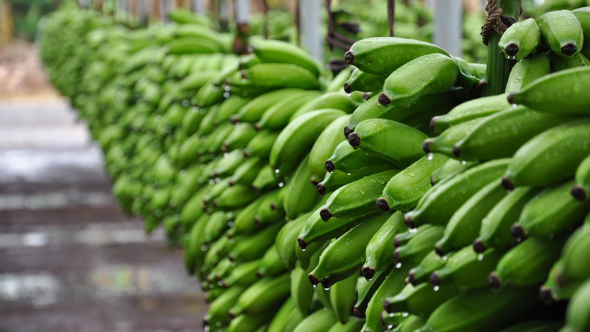 Hawaii Department of Agriculture YouTube banner