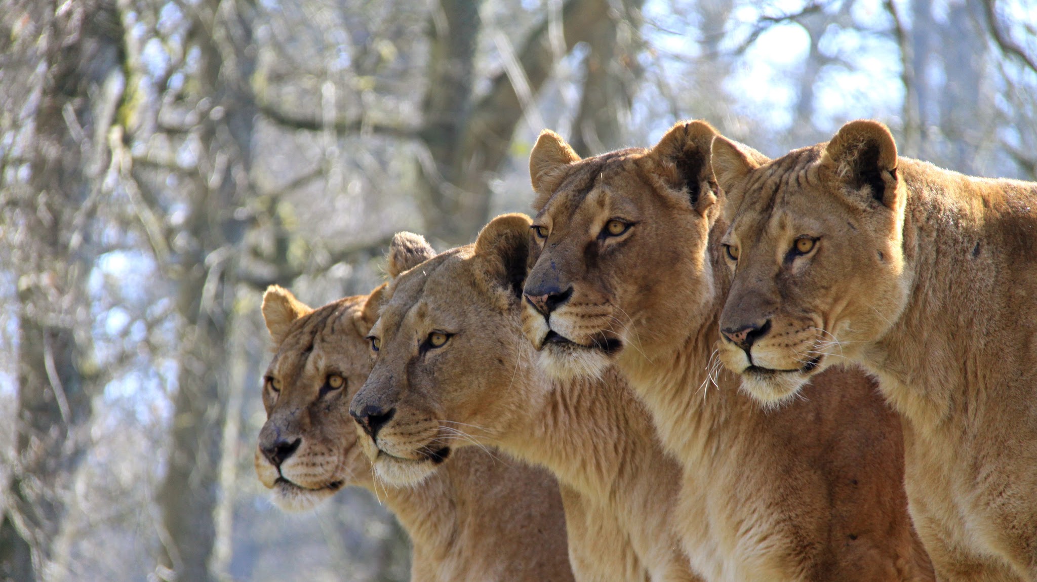 Longleat YouTube banner