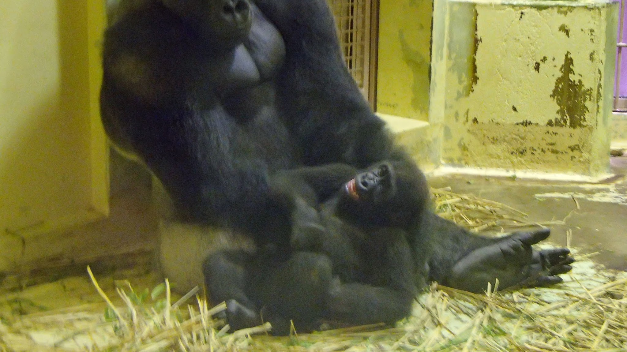 【公式】京都市動物園チャンネル YouTube banner