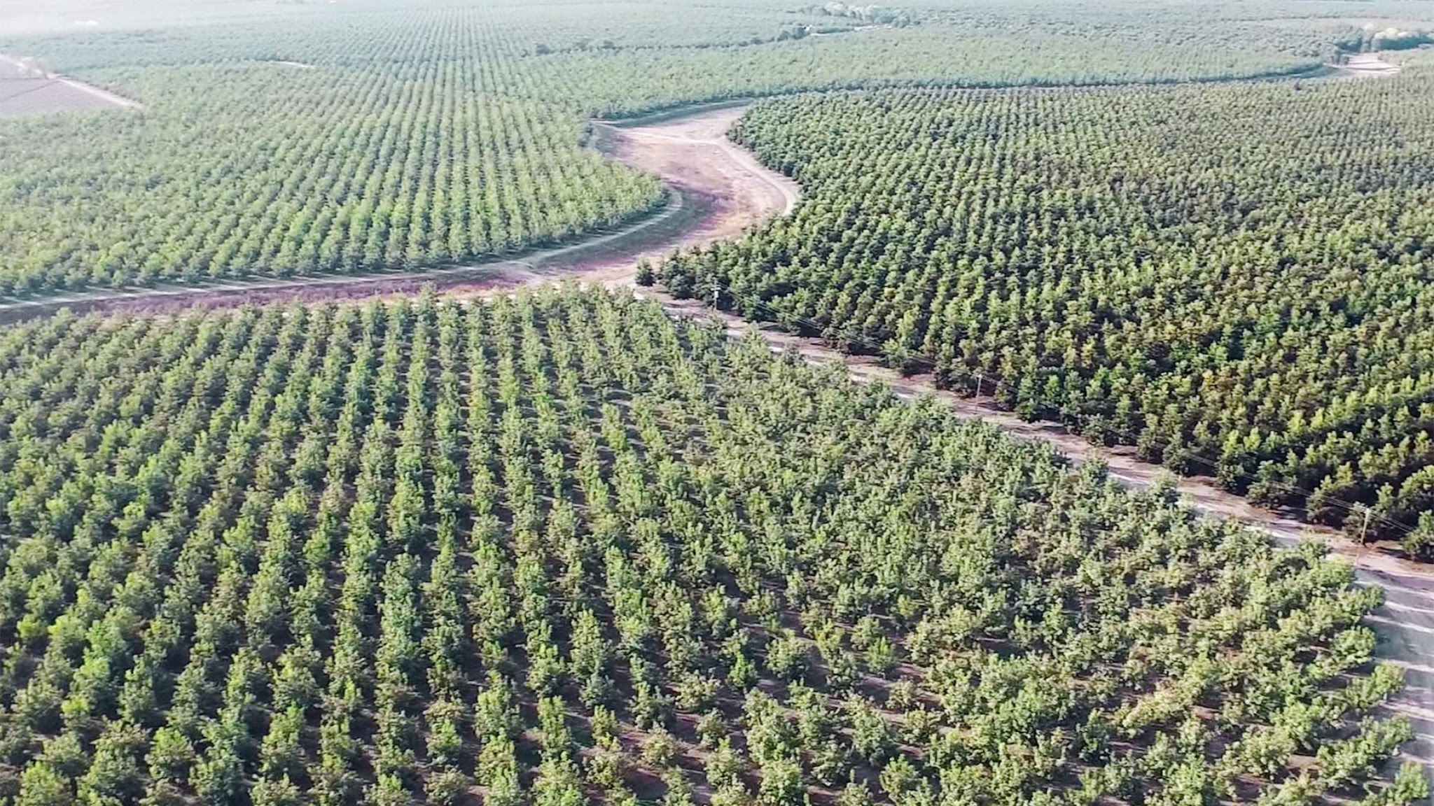 California Pecan Growers Association YouTube banner