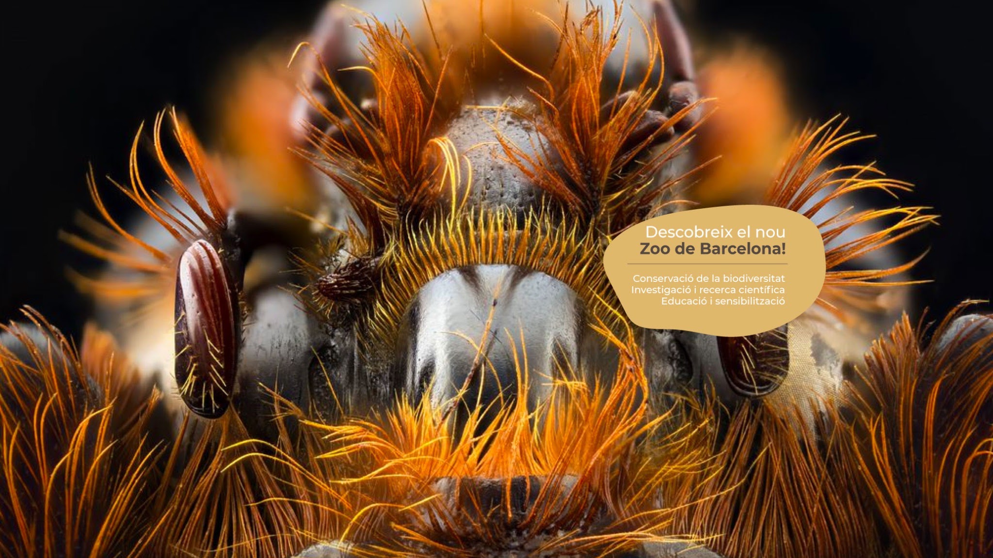 ZooBarcelona YouTube banner