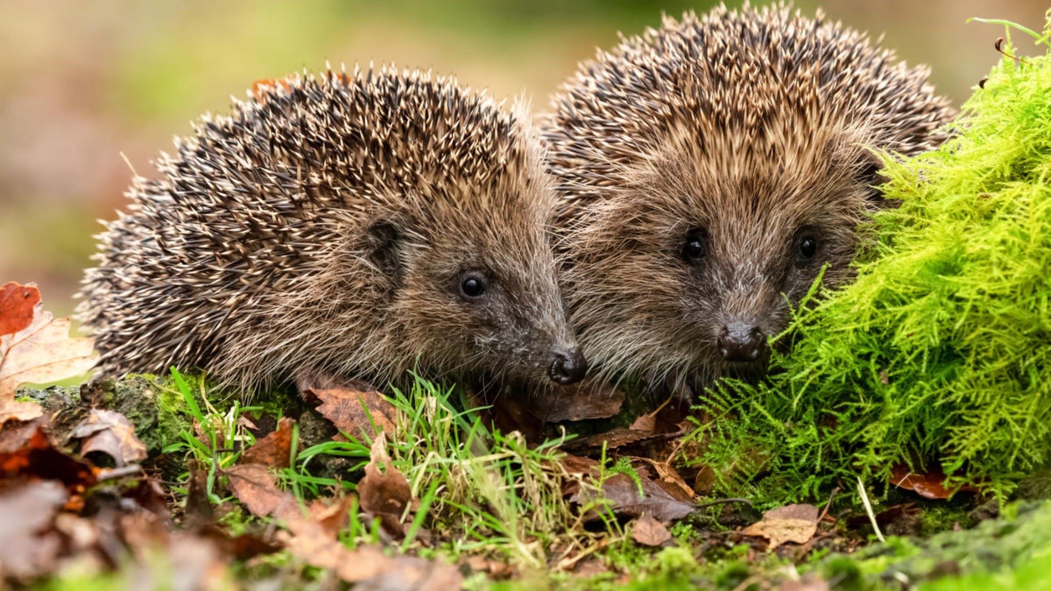 Världsnaturfonden WWF YouTube banner