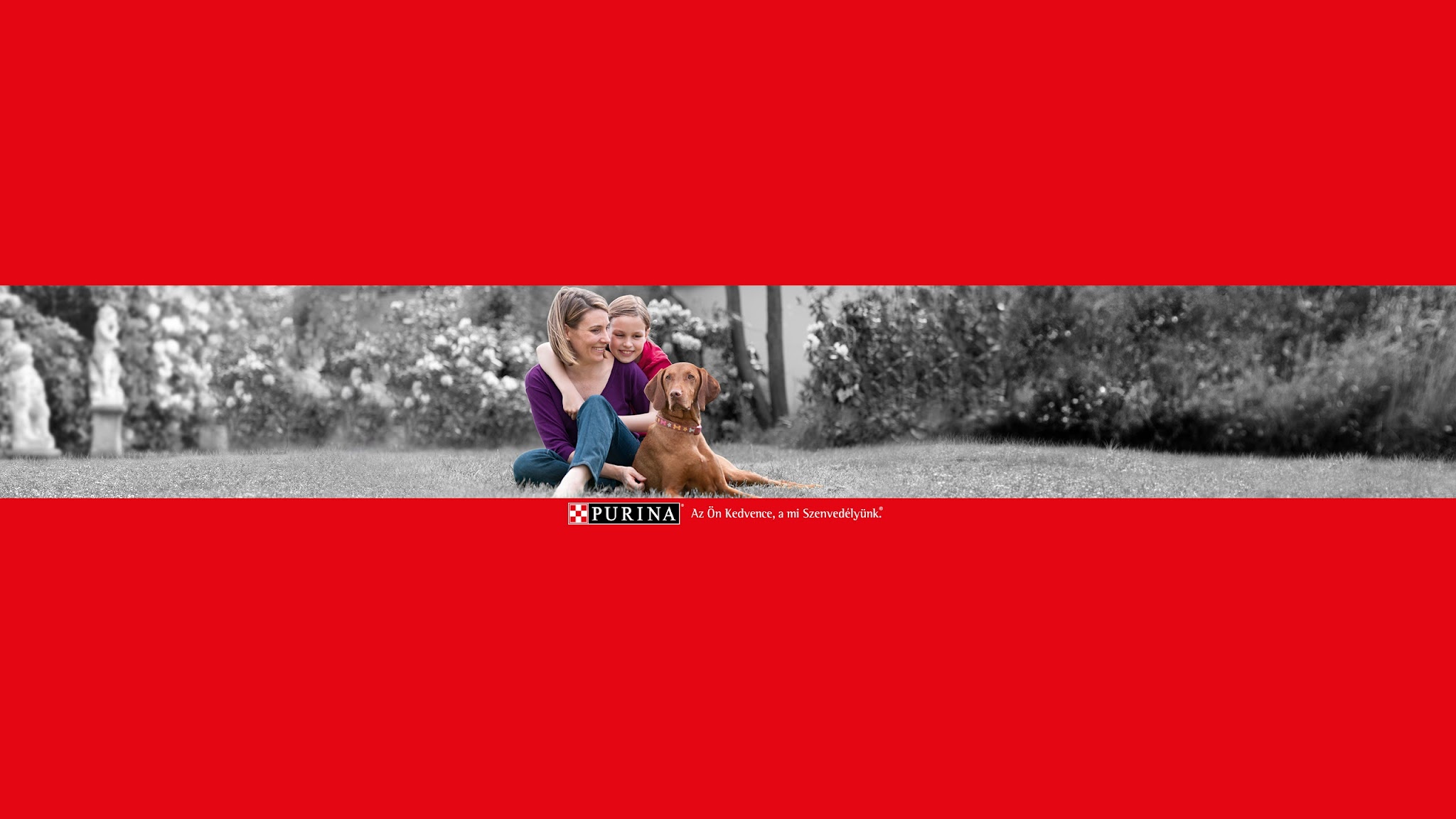 PURINA Magyarország YouTube banner