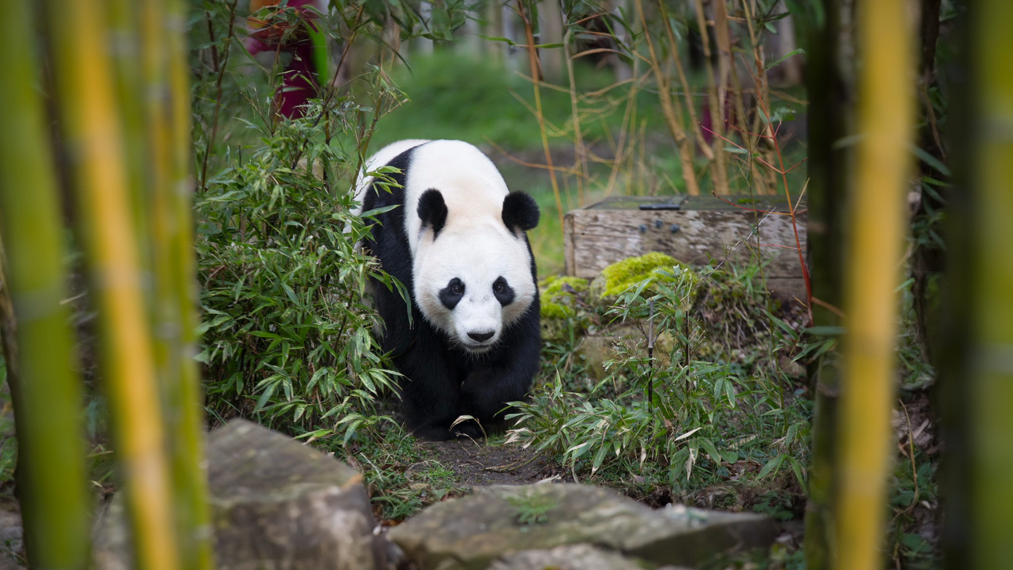Ouwehands Dierenpark YouTube banner